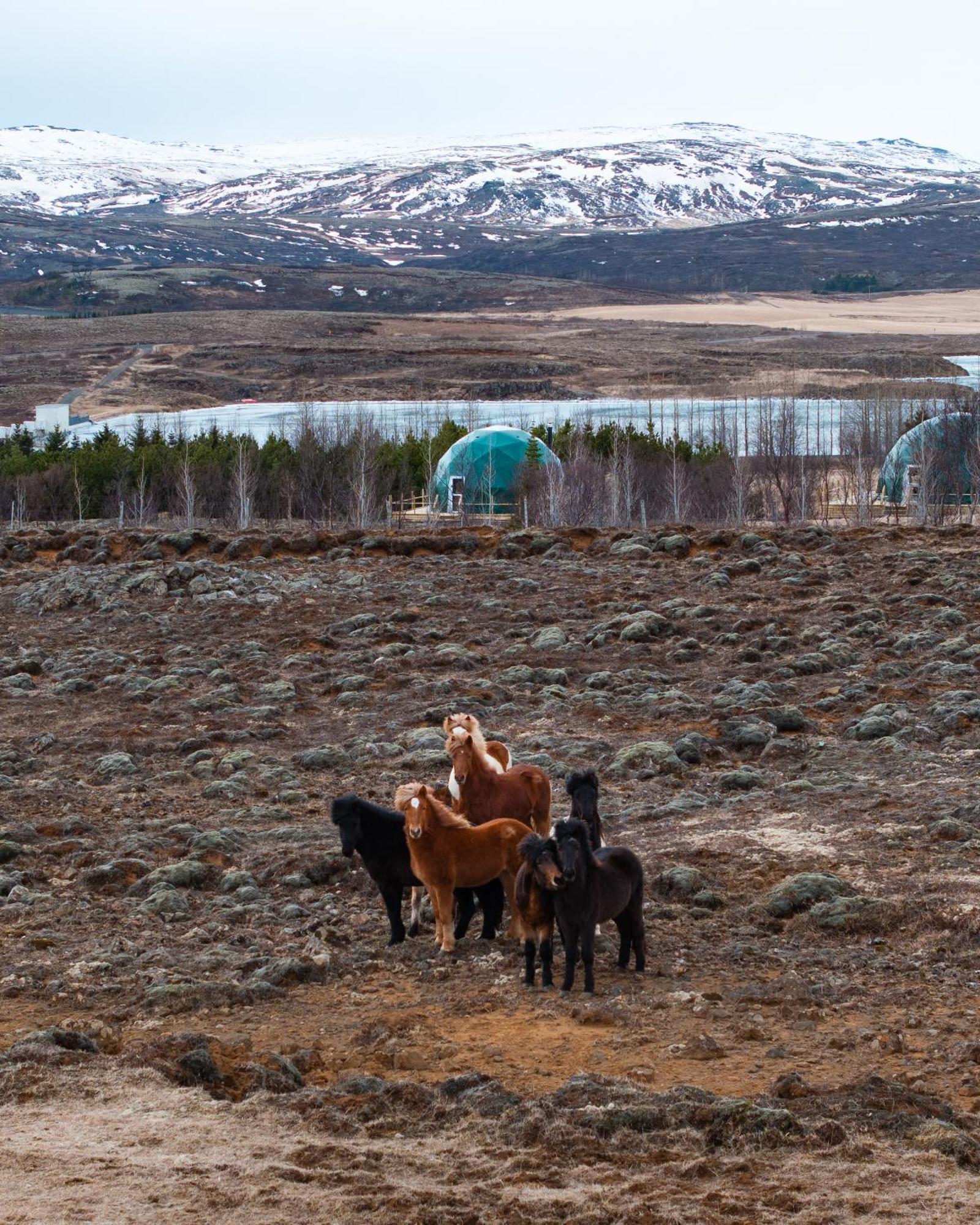 Golden Circle Domes - View Selfoss